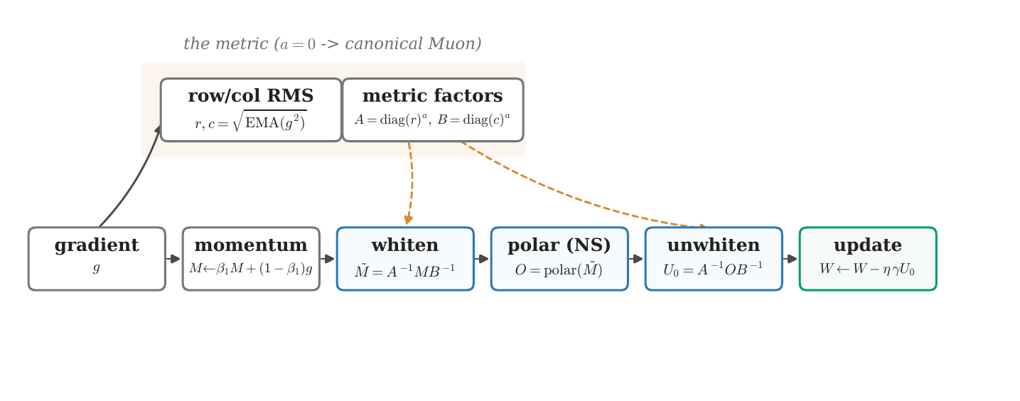 Weighted-Muon update pipeline